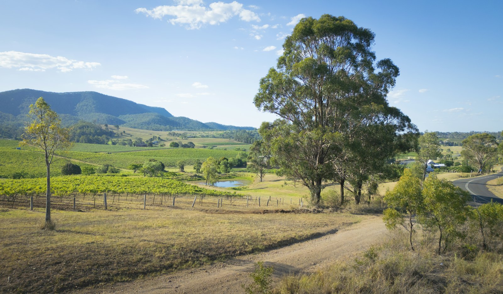 A green tree lined country road in Western Australia